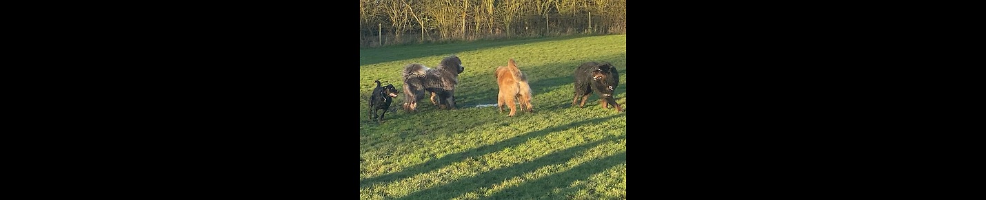 Sutterton Dog park