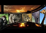 Animal video and animal high resolution
