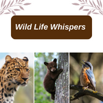 Whispers of the Wild: Discovering Wildlife