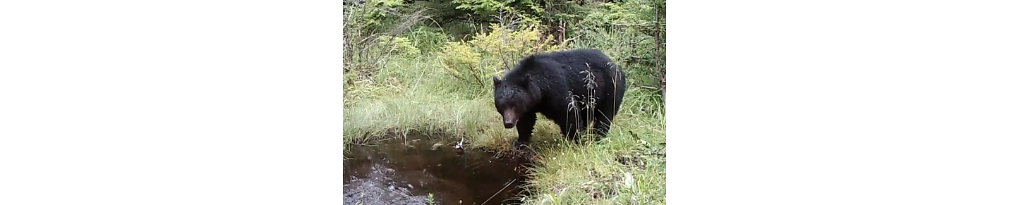 Bear Bath