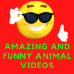 Amazing and funny animal videos