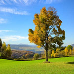 nature, verdure, forest