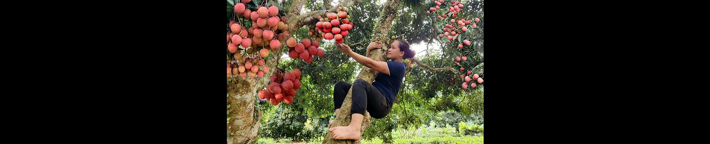 Lý Thị Ca