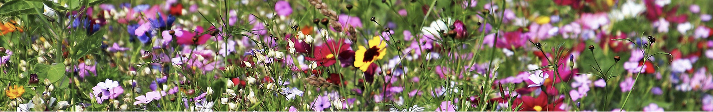 Beekeeping For Newbees