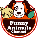 Funny Animal  Video