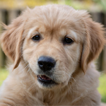 Golden retriever puppy and dog lovers viral videos