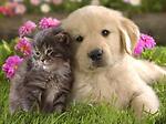 Funny videos cats and dogs