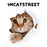 BEAUTIFUL STREET CATS