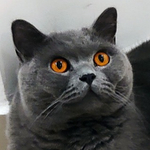 Jimmy the British Shorthair