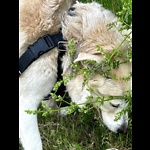 Dog and Nature