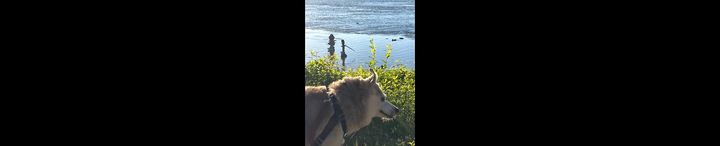 Dog and Nature