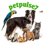 Pet Pulse7 Chronicles: Nurturing Bonds Between Humans and Furry Companions"