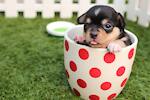 ♥Cute Puppies Doing Funny Things ♥  Cutest Dogs