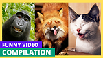 ANIMALS CUMPLATION