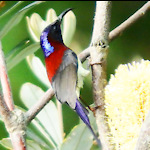 Thailand Birds