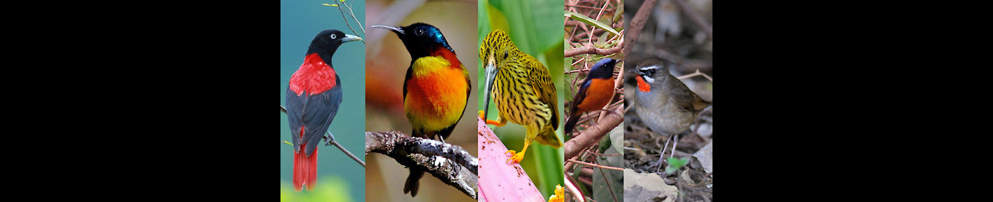 Thailand Birds