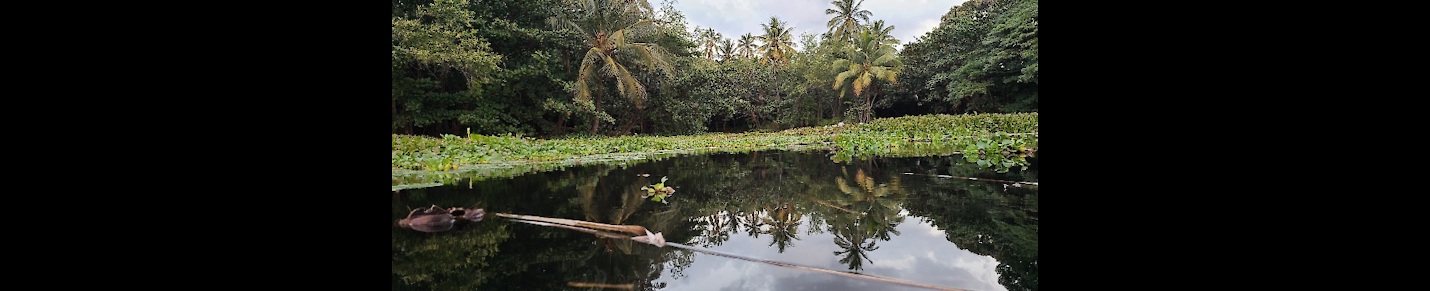 Offgrid Homesteading In Hawaii