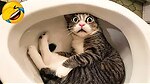 Funny animal site all over the world
