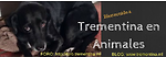 Trementina en Animales