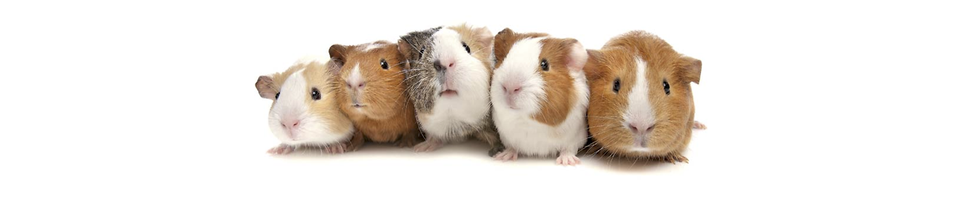 The Impact of One Guinea Pig (D) on the All