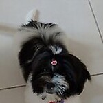 ILHASA APSO