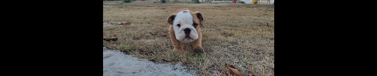 Ollie the English bulldog