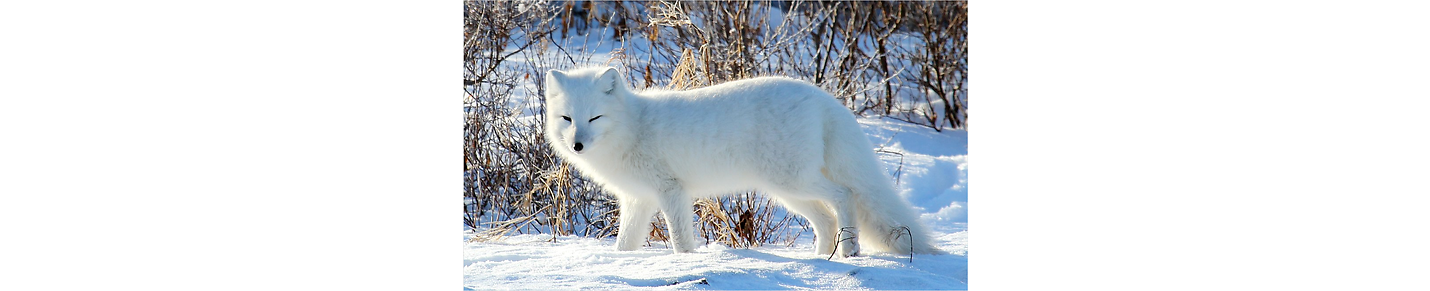 ArcticFox