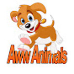 Aww Animals is your ultimate destination for funny animal videos. If you like cute and funny compilations of pets and animals, than this is the channel for you. Enjoy!