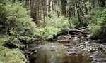 A Creek in the Timber