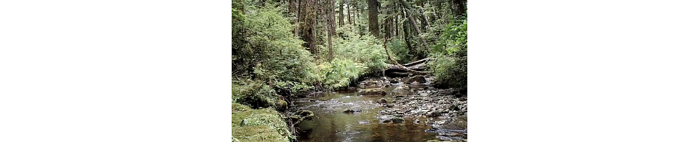 A Creek in the Timber