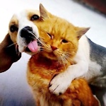 Dogs&Cats Lovers