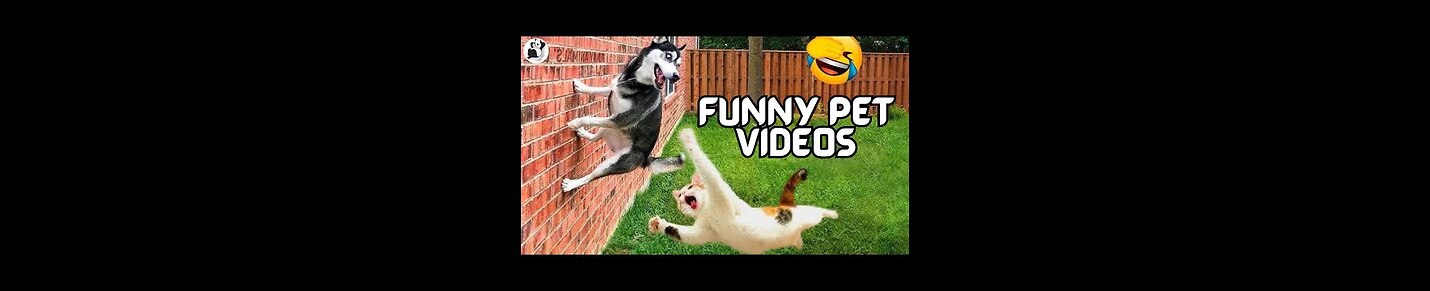 Animals funny videos