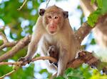 Monkey Cute