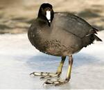 East Texas Old Coot