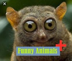 Funny Animals Plus