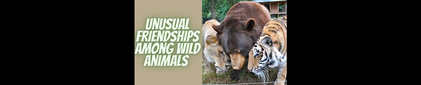 unusual friendships among wild animals