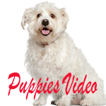 PUPPIESVIDEO