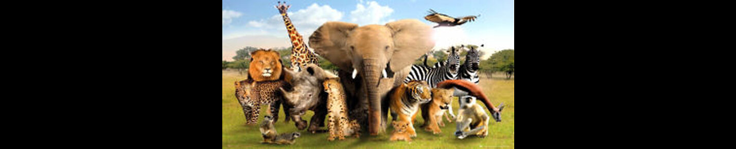 "Zooland: Wonders of Animal Life"
