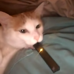 Vaping Cat