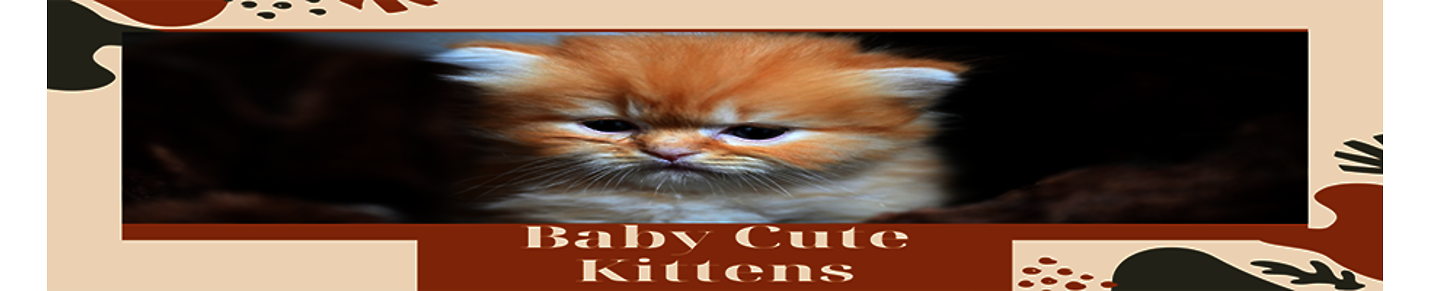 Baby Cute Kittens