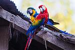 Great videos of parrots