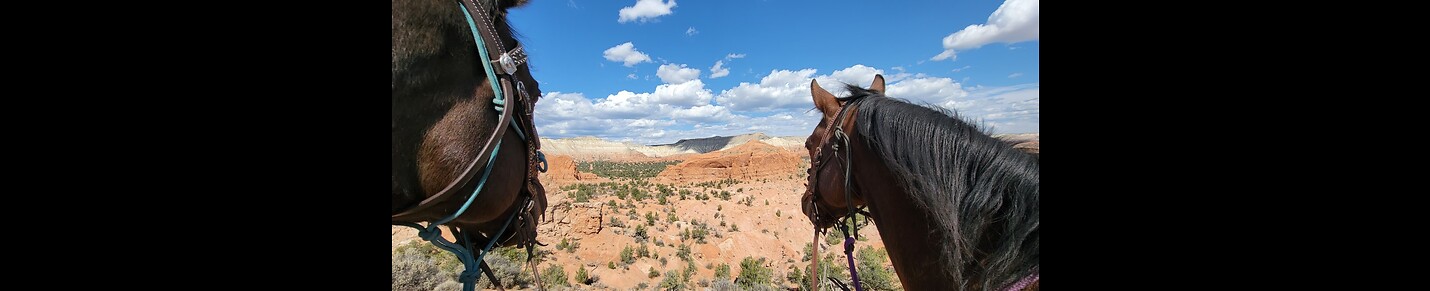 Ash Tree Ranch Rescue