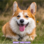 Mr.Smart Dog Lover