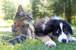 Funny video cat and dog animals funny shot video
