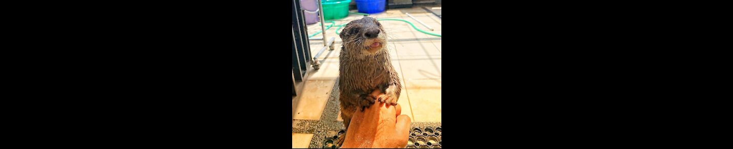 Otter