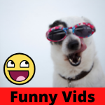 Funny animal Videos