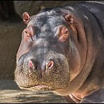 People And Hippos