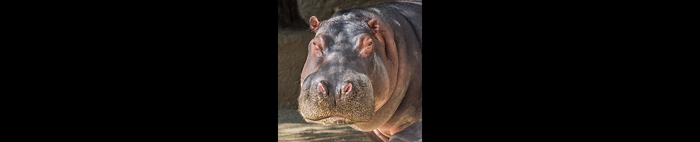 People And Hippos