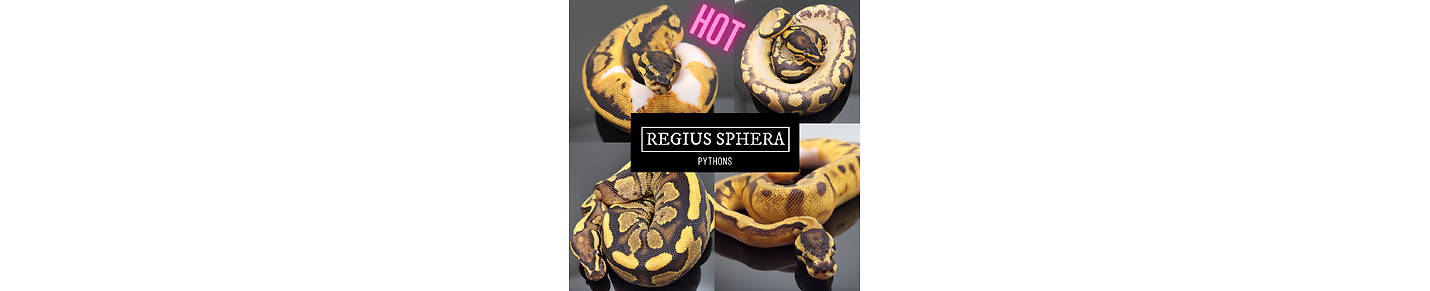 Regius Sphera Pythons