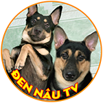 Two dog brothers named Den and Nau